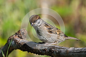 Juvenile tree sparrow bird