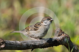 Juvenile tree sparrow bird