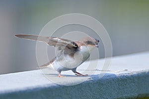 Juvenile Tree Swallow