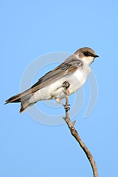 Juvenile Tree Swallow