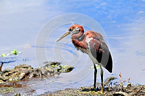 Juvenile tricolored heron bird in Florida wetlands