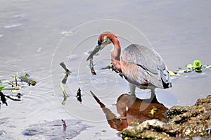 Juvenile tricolored heron bird in water in wetland