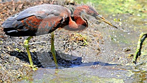 Juvenile tricolored heron bird in wetlands