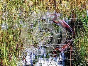 Juvenile Tricolored Heron hunting in an Everglades marsh