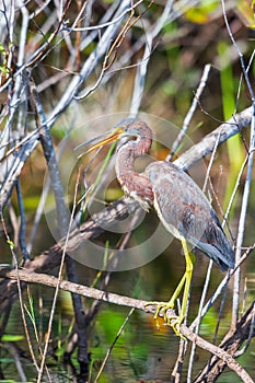 Juvenile tricolored heron perching on a tree branch.Anhinga trail.Florida.USA