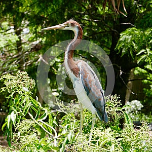 Juvenile tricolored heron in a tree