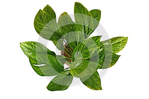 Juvenile tropical `Monstera Pinnatipartita` houseplant with young leaves without fenestration on white background