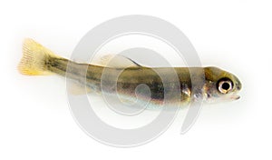 Juvenile trout photo