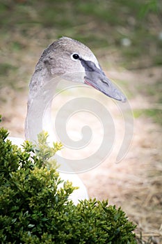 Juvenile trumpet swan