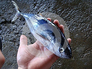 Juvenile tuna freshly caught by artisanal Filipino fishermen