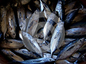 Juvenile tuna freshly caught by artisanal Filipino fishermen