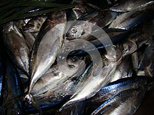 Juvenile tuna freshly caught by artisanal Filipino fishermen