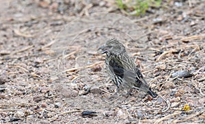 A Juvenile Type 2 Red Crossbill Loxia curvirostra Eats Gravel High in the Mountains of Colorado