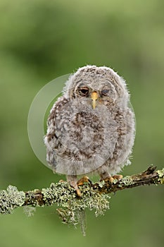 Juvenile Ural Owl