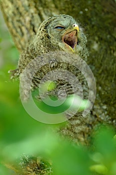 Juvenile ural owl yawns
