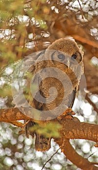 Juvenile VerreauxÂ´s Eagle Owl