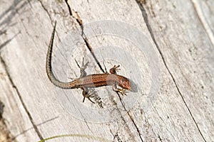 Juvenile viviparous lizard