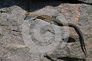 Juvenile Viviparous lizard, Zootoca vivipara