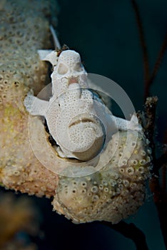 Juvenile Warty frogfish.