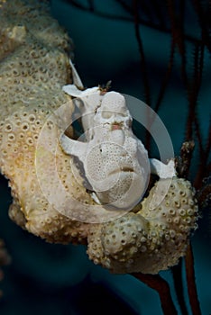 Juvenile Warty frogfish. photo