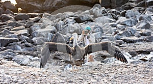 Juvenile waved albatross with outstretched wings trying to take off in first flight with photographer in blurred rocky landscape