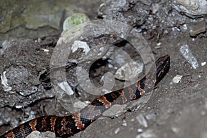 Juvenile Western Cottonmouth