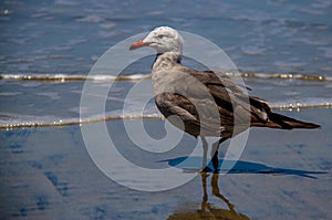 Juvenile Western Gull