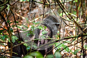 Juvenile Western lowland gorilla