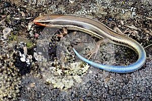 Juvenile Western Skink