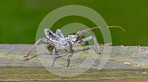 Juvenile Wheel bug Arilus christantus, a species of assassin bug