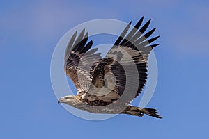 Juvenile White-bellied Sea Eagle