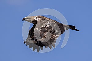Juvenile White-bellied Sea Eagle