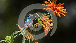 Juvenile White-bellied Sunbird