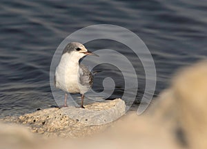 A juvenile White-cheeked Tern perched on limestone rock at Tubli coast of Bahrain