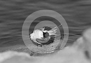 A juvenile White-cheeked Tern preening at Tubli coast, of Bahrain