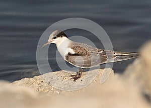 A juvenile White-cheeked Tern on rock at Tubli coast of Bahrain