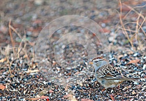 Juvenile White Crowned Sparrow