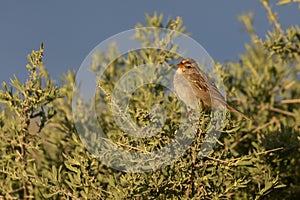 Juvenile White Crowned Sparrow in sagebrush photo