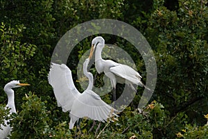 Juvenile White Egret aggressively trying to get fed