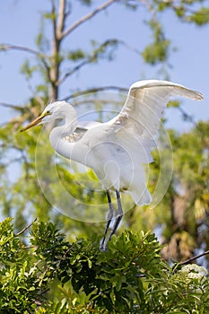 Juvenile White Egret Attempting To Fly Out Of Its Nest