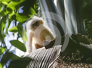 Juvenile White-fronted Capuchin Monkey