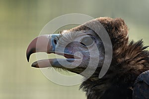 Juvenile White-headed Vulture, Trigonoceps occipitalis, head shot close up