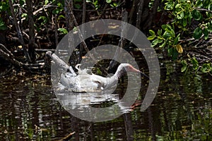 Juvenile White Ibis Bathing, J.N. Ding Darling National Wild