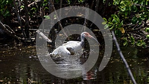 Juvenile White Ibis Bathing, J.N. Ding Darling National Wild