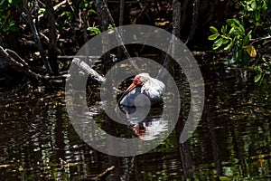 Juvenile White Ibis Bathing, J.N. Ding Darling National Wild