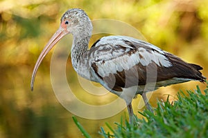 Juvenile White Ibis
