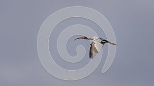 Juvenile White Ibis Flying, J.N. Ding Darling National Wildl