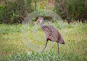 Juvenile White Ibis at Orlando Wetlands near Cape Canaveral.