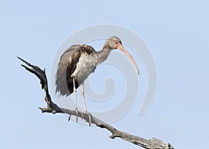 Juvenile White Ibis perched on a dead branch