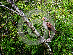 Juvenile White Ibis, roosting in an Everglades hammock